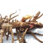 Härkäpavun juurinystyrät (1)