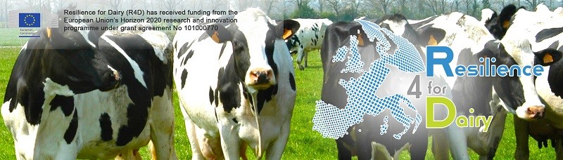 Resilience for Dairy -hankkeen tunnuskuva, jossa mustavalkoisia lehmiä laitumella.