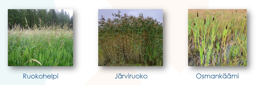 kuvassa ruokohelpikasvusto, järviruokokasvusto ja osmankäämikasvusto