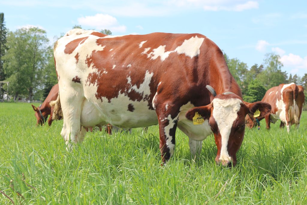 Ayshire-lehmiä laitumela syömässä laidunnurmea. Taustalla puita ja sinistä taivasta, 