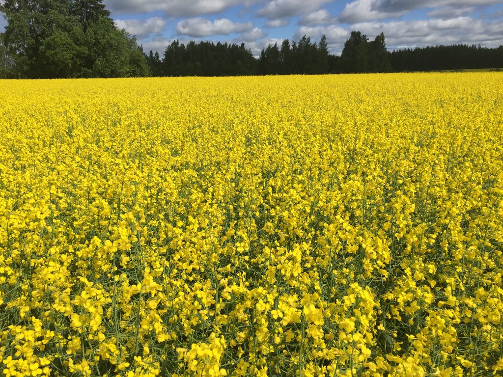 Keltaisena kukkivaa rypsipeltoa. Taustalla metsää ja pilvistä taivasta. 